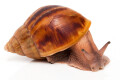 Achatina achatina achatina Nigeria b juvenil